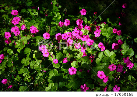 群れて咲くオキザリスの花 群れて咲くオキザリスの花 17060169