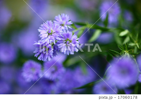 クジャクソウの花の写真素材