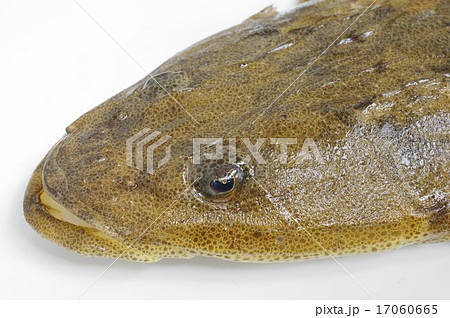 マゴチ（真鯒）頭部俯瞰拡大 17060665