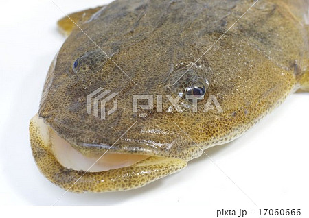 マゴチ（真鯒）頭部俯瞰拡大 17060666