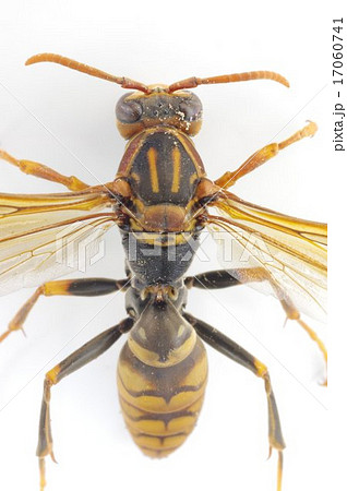 セグロアシナガバチ(背黒脚長蜂) ~あしながばち 胴体拡大縦 セグロアシナガバチ(背黒脚長蜂) ~あしながばち 胴体拡大縦 17060741