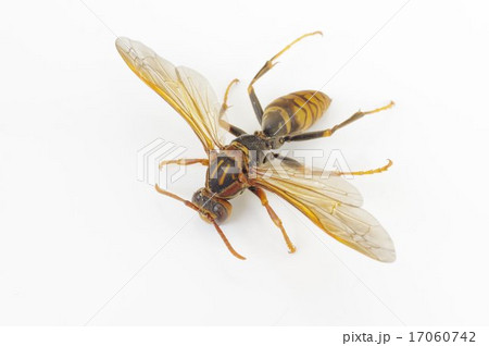 セグロアシナガバチ（背黒脚長蜂）　～あしながばち　表斜め俯瞰 17060742