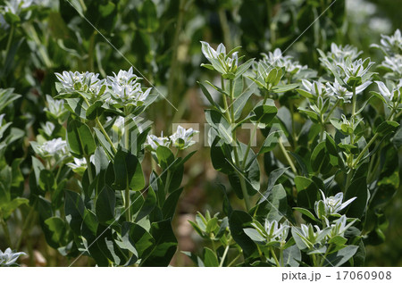 ハツユキソウ（初雪草） 17060908