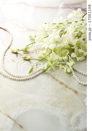 デンファレ 17061108