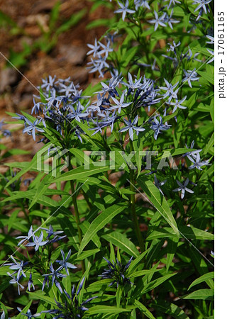 青紫色で星形の花をつけるチョウジソウ 17061165
