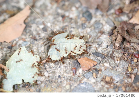 オオズアリ オオズアリ 17061480