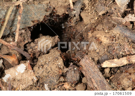 オオズアリの巣口 オオズアリの巣口 17061509