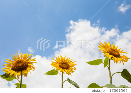 向日葵と青空 向日葵と青空 17061562
