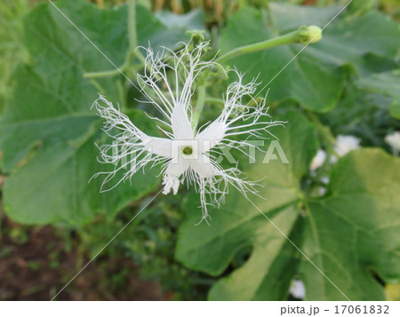 へびうりの花 へびうりの花 17061832