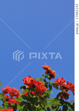 ラマルセイエーズ・バラの花と青空 17062142