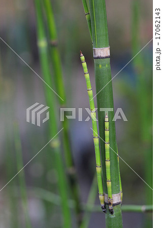 トクサの新芽 17062143