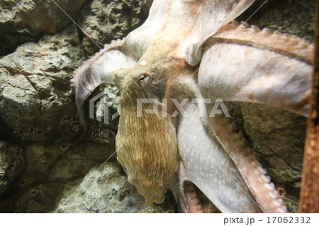 しながわ水族館　水ダコ 17062332