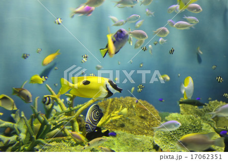 しながわ水族館　熱帯魚 17062351