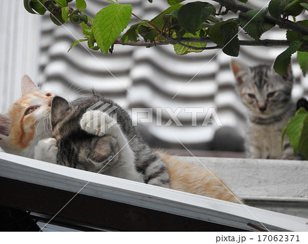 精一杯、家族の強い絆で生き抜こうとする野良猫ファミリーの仔猫たち。 精一杯、家族の強い絆で生き抜こうとする野良猫ファミリーの仔猫たち。 17062371