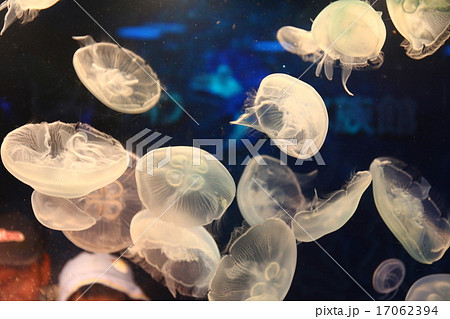しながわ水族館 クラゲ しながわ水族館 クラゲ 17062394