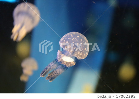 しながわ水族館 クラゲ しながわ水族館 クラゲ 17062395