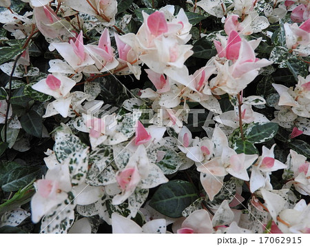 ピンク色の新芽と白い斑入りの葉がとても綺麗な観葉植物 ハツユキカズラ の写真素材
