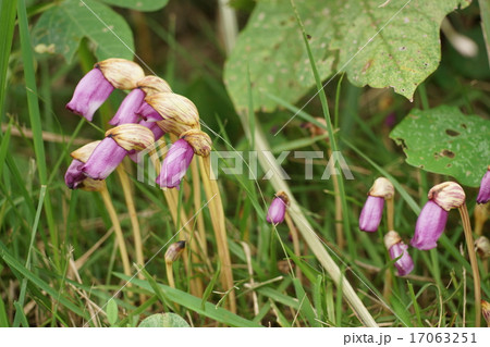 小宮公園のナンバンギゼル 小宮公園のナンバンギゼル 17063251
