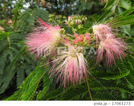 淡紅色の花が儚げで、とても美しいネムノキの花。 淡紅色の花が儚げで、とても美しいネムノキの花。 17063273