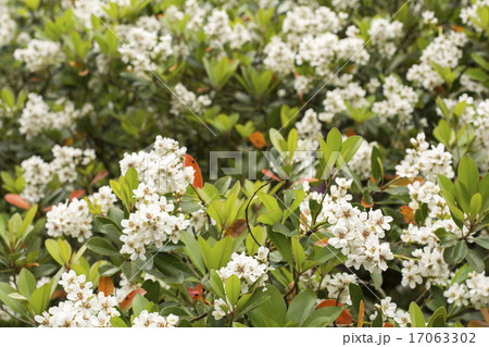 シャリンバイの花 シャリンバイの花 17063302