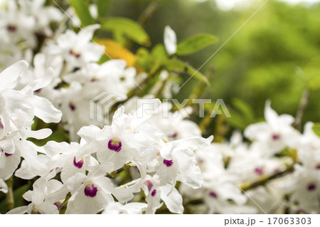 白いセッコクの花の写真素材