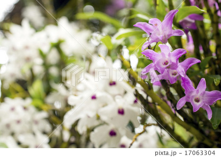 白花をバックに紫のセッコクの花 17063304