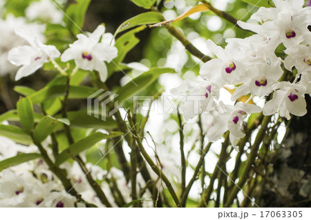 白いセッコクの花 17063305
