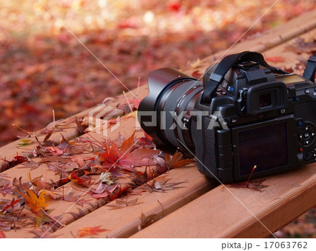 モミジに囲まれひと休み 17063762