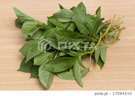 野菜　モロヘイヤ 17064310