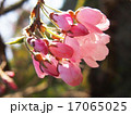シダレザクラの花のアップ 17065025