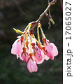 シダレザクラの花のアップ 17065027