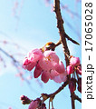 シダレザクラの花のアップ 17065028