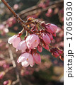 シダレザクラの花のアップ 17065030