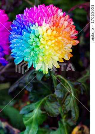 Colorful of rainbow Chrysanthemum flower on black Colorful of rainbow Chrysanthemum flower on black 17065051