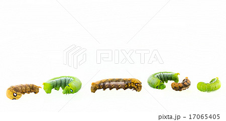 collection of six worms in action isolated 17065405