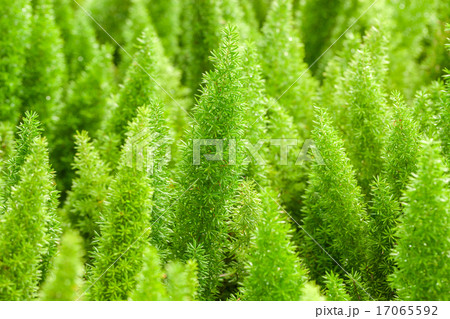 Little pine green plant background christmas Little pine green plant background christmas 17065592