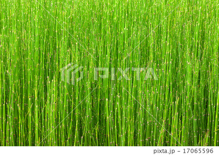 abstract line of little green plant background abstract line of little green plant background 17065596