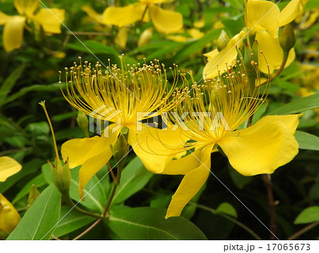 女性のまつ毛のような長い雄しべが特長的なビョウヤナギの花 の写真素材