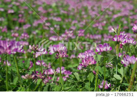 花博記念公園鶴見緑地のレンゲ畑 17066251