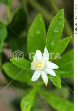 金柑の花 17066308