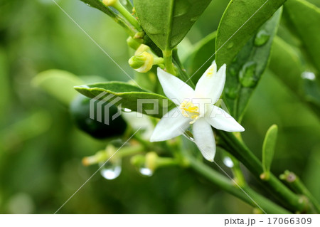 金柑の花 金柑の花 17066309