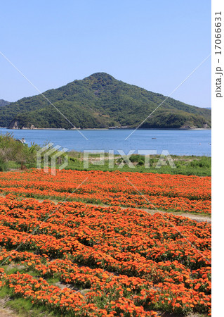 香川県三豊市 荘内半島、市営花畑「フラワーパーク浦島」のキンセンカと「粟島」 17066631