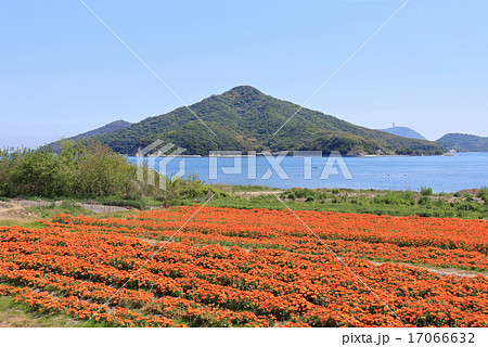 香川県三豊市 荘内半島 市営花畑 フラワーパーク浦島 のキンセンカと 粟島 の写真素材