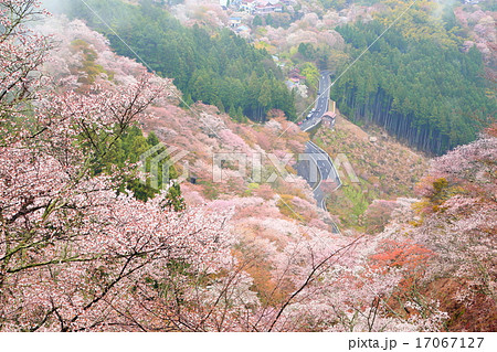 奈良県 吉野山の山桜 奈良県 吉野山の山桜 17067127