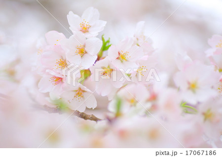 満開の桜 17067186