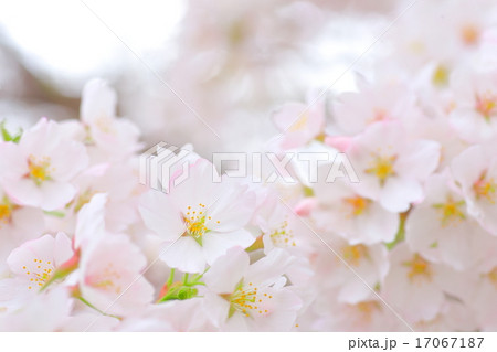 満開の桜 17067187