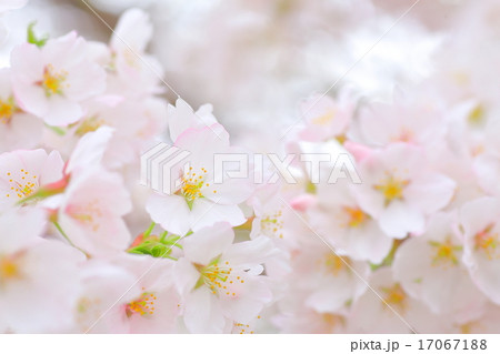 満開の桜 17067188