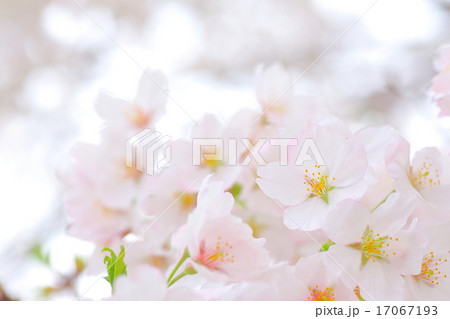 満開の桜 満開の桜 17067193