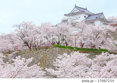 岡山県　津山城、満開の桜 17067254