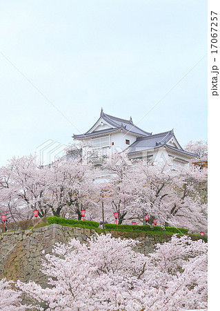 岡山県　津山城、満開の桜 17067257